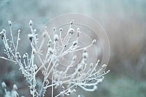 Frost on the branches in winter. Winter landscape.Winter Background with snow branches tree leaves . Christmas greeting card