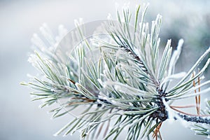 Frost on the branches in winter. Winter landscape.Winter Background with snow branches tree leaves . Christmas greeting card