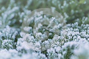 Frost on the branches in winter. Winter landscape.Winter Background with snow branches tree leaves . Christmas greeting card