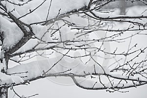 Frost on the branches in winter. Winter landscape.Winter Background with snow branches tree leaves . Christmas greeting card
