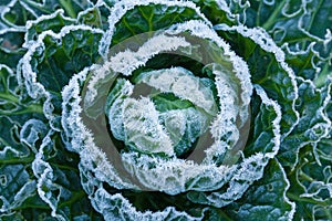 Frost on Brussels Sprouts