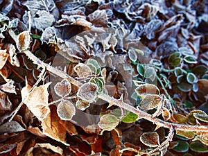 Frost on the bushes