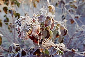 Frost on the bushes