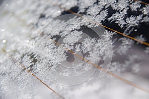 Frost on car window