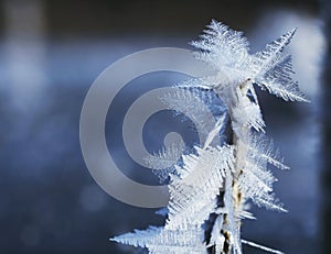 Frost close-up