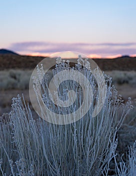 Frost coats the few desert plants below the Sierra Nevada at sunrise