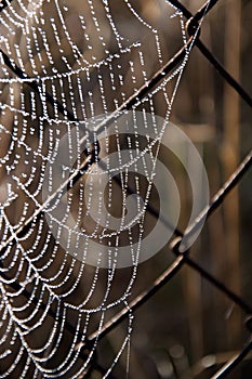 Frost cobweb in a cold morning. Spider web on an old wire fence. Cobweb ,spiderweb with water drop