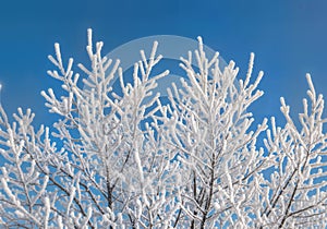 Frost Covered Bare Tree Branches Against Blue Winter Sky with Backlit Crystalline Details