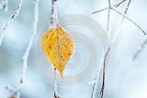 Frost covered birch dry leaf on tree branch_