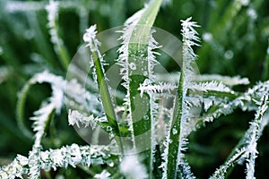 Frost Covered Blades of Grass