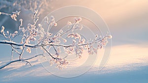 Frost-Covered Branch Against a Soft, Pastel Sky
