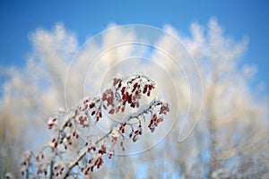 Frost-covered branch with red berries.