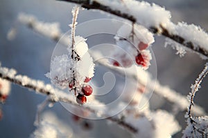 Frost-covered branch with red berries.