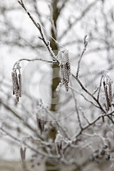 frost-covered branches and cones and catkins of the alder tree