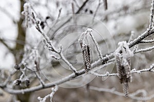 frost-covered branches and cones and catkins of the alder tree