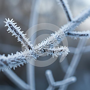 Frost-covered branches form a delicate, intricate pattern against a blurred