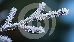 Fern like plants intersperse among the moss adding texture and contrast