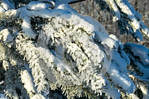 Frost covered branches of pine tree in winter fog through which morning sunlight penetrates, elegant silver clothing