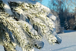 Frost covered branches of pine tree in winter fog through which morning sunlight penetrates, elegant silver clothing