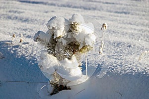 Frost covered branches of pine tree in winter fog through which morning sunlight penetrates, elegant silver clothing