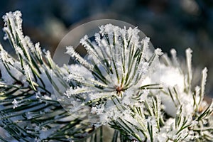 Frost covered branches of pine tree in winter fog through which morning sunlight penetrates, elegant silver clothing