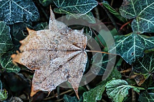 Frost Covered Brown Leaf on Frozen Green Leaves