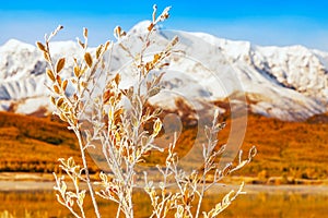 Frost-covered bush branches at late autumn in the mountains