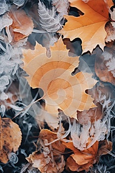 Frost covered closeup autumn leaves beautiful background. Cold weather frozen winter seasonal scene