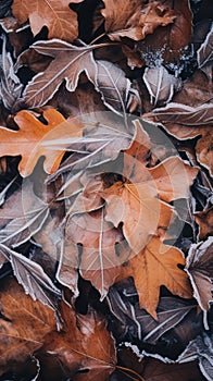 Frost covered closeup autumn leaves beautiful background. Cold weather frozen winter seasonal scene