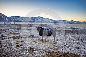 Frost covered Cow in a snow covered field.