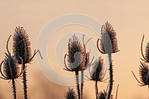 Frost covered dipsacus plants Wild teasel back list by warm morning winter sun