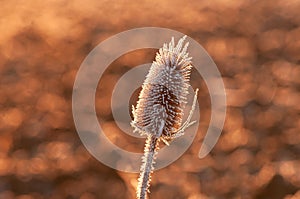 Frost covered dipsacus Wild teasel back list by warm morning winter sun