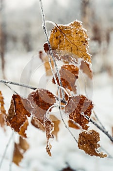 Frost covered a dry birch leaf on a tree branch. Birch with yellow leaves on the Internet.