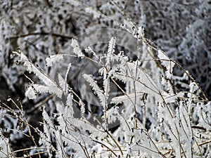 Frost covered dry plants near the unfrozen river in winter