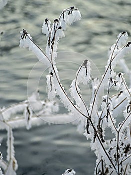 Frost covered dry plants near the unfrozen river in winter