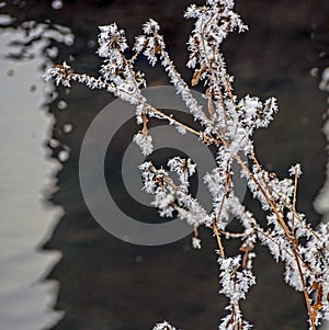 Frost covered dry plants near the unfrozen river in winter