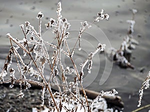 Frost covered dry plants near the unfrozen river in winter