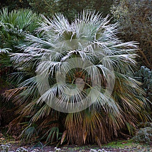 Frost covered European fan palm, Chamaerops humilis, on a cold winters morning in Kew Gardens