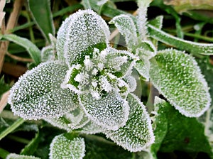 Frost covered fresh grass leaf plant in macro view