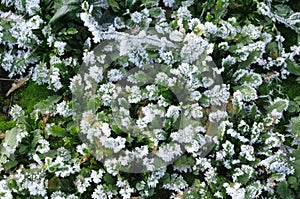 Frost covered grass