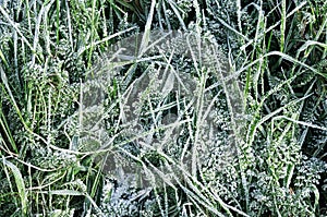 Frost covered grass