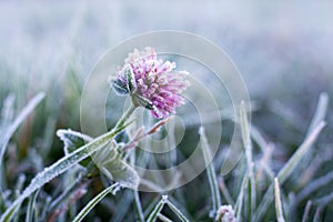 Frost-covered grass and clover flower in early winter
