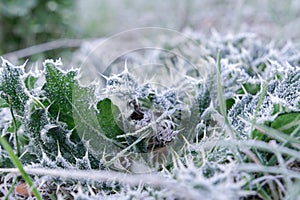 frost-covered grass at dawn