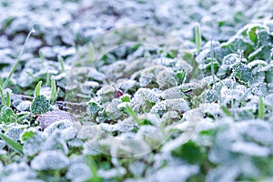 frost-covered grass at dawn