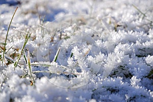 Frost covered grass. The first snow on the grass. Morning dew froze on a grass lawn. Nature detail. Winter season