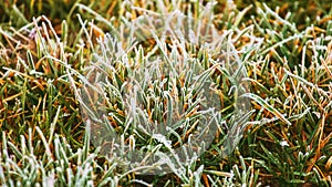 Frost covered grass in the forest, grass background