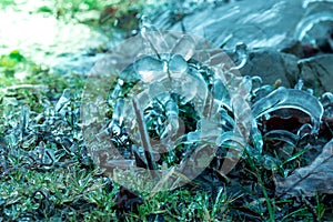 Frost covered grass and leaves in cold morning light.