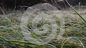 Frost covered grass in meadow with dew drops