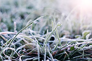 Frost-covered grass in a meadow in sunny weather