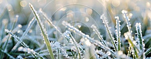 Frost-covered grass in morning light